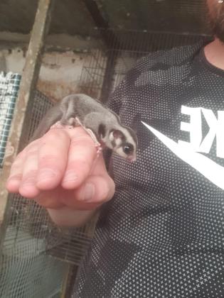 שוגר גליידר (כסנאי דואה )