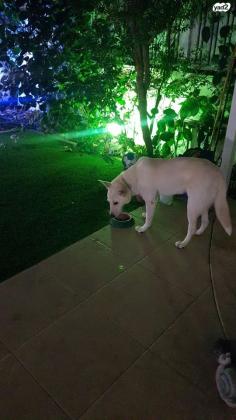 לברדור מעורב, אנרגתית מאוד ואוהבת