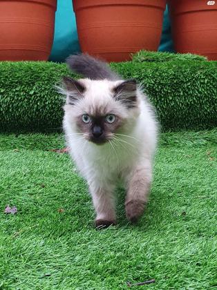 חתול הימלאיה בן 3 חודשים בצבע חום ולבן