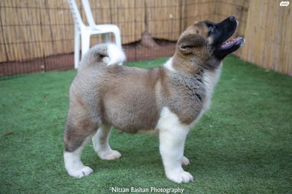 גורי אקיטה אמריקאי מתועדים!! סבא