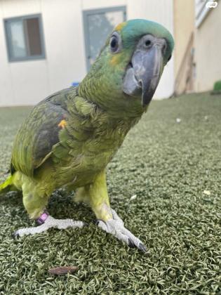 אמזונה בלו פרונט בת חמישה חודשים