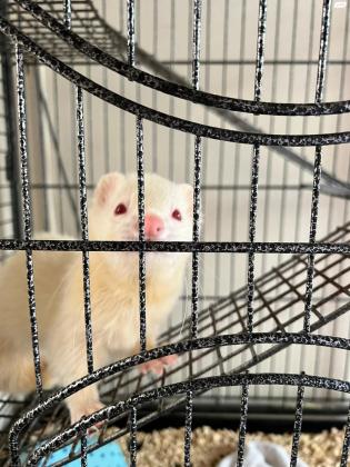 חמוס לבן אף ורוד מהמם