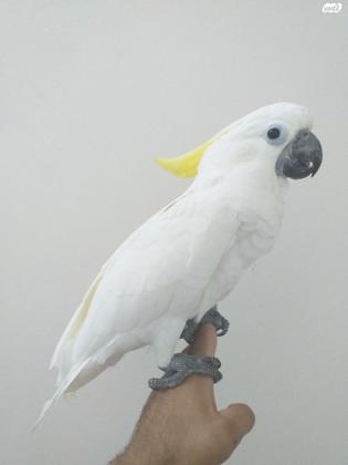 קקדו ציצ צהוב טריטון מהסוג