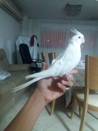 מכירת חיסול!!!למכירה קוקטייל האכלת יד