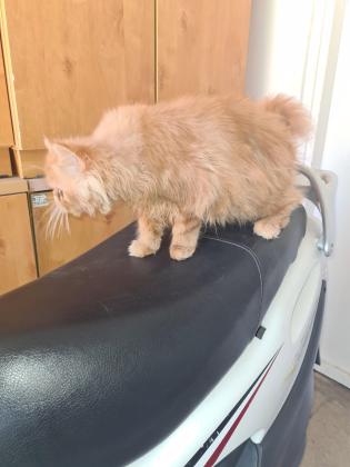 חתול פרסי אף פחוס בן