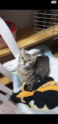 סתיו טאבית בת חודשים מחוסנת