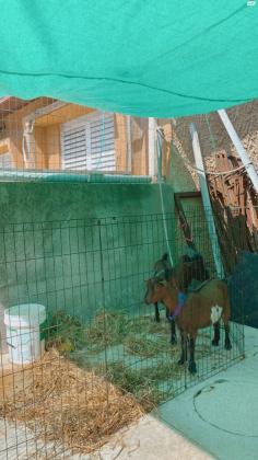 עיזים ננסיות למכירה, אחת כבר