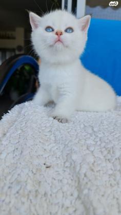 גור בריטי לבן גיעזי בן חודש וחצי