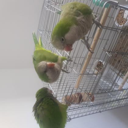 הקוואקר, הידוע בכינויו "תוכי נזיר"