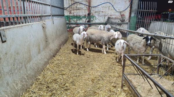 כבשים זכרים למכירה, גנים bb וb+ לגידול