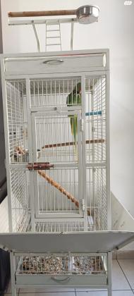 תוכי אלכסנדרין חמוד וחברותי, עולה