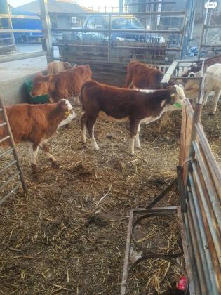 עגלים מעורבים בני 4 חודשיים