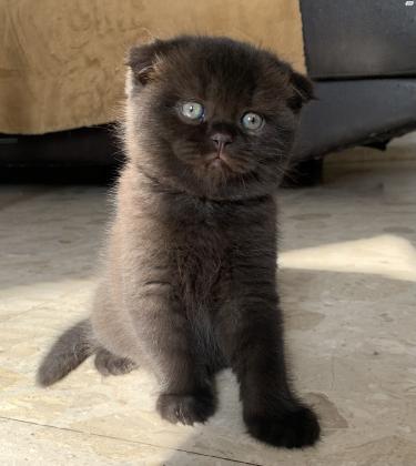 חתולים סקוטי פולד למכירה