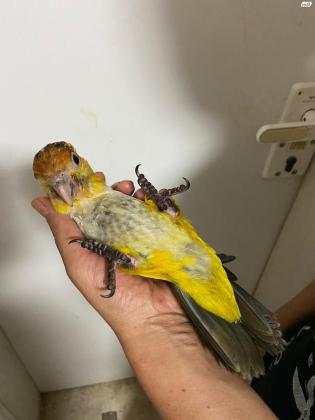 גוזל קאיק גינגי גמול בן