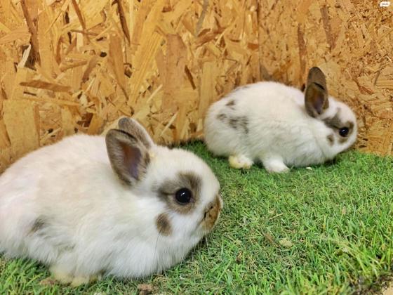 ארנבים ננסיים מתוקים למכירה