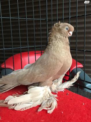 למכירה יונים אוזבקים , קווקזים