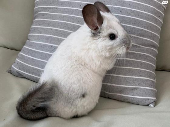 למחירה 2 צ״ינצ״ילות יחודיות ויפיפיות+