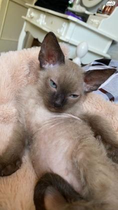 ספינקס קנדי (בראש הפרווה שלו