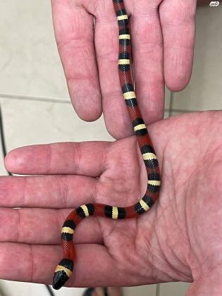 מילק סנייק פאבלון הט אלבינו,