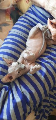 למכירה חתולי ספינקס בני 5 חודשים מבת ים