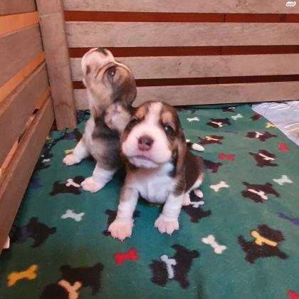 גורי ביגלים גזעיים בני שבועיים