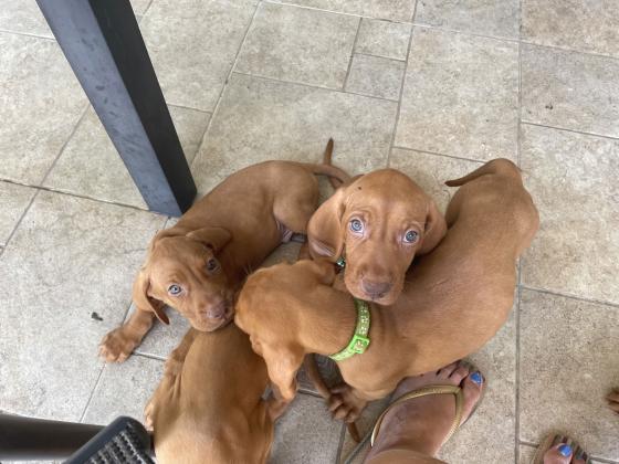 גורי ויסלה מתוקים למכירה