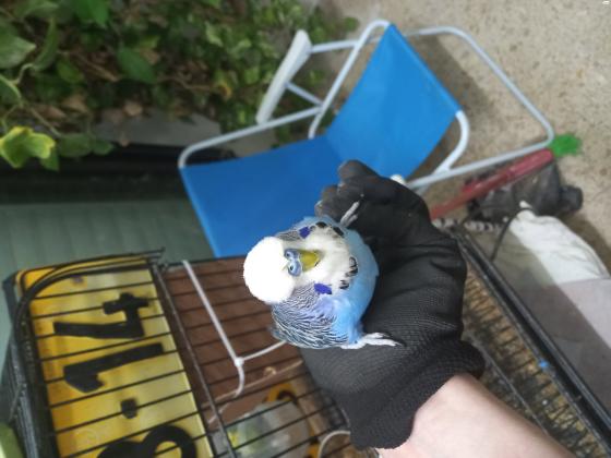 זוג תוכונים פעיל אוסטרלים/ אנגלים