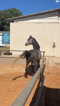 סוס ערבי טהור למכירה בריא