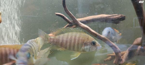 סקטפגוס ירוק 50עוד סוגי דגיםציקלידים