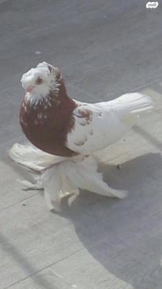 למכירה יונים אוזבקים , קווקזים