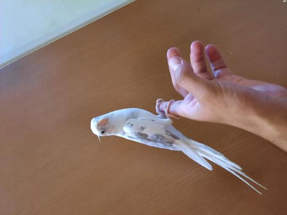 קוקטייל האכלת יד ברמה שורק