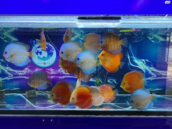 מגוון רחב של דיסקוסים למכירה