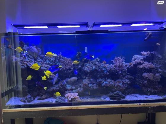 אקווריום 1000 ליטר מים מלוחים