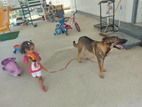 היי למסירה כלב רועה גרמני בן 2