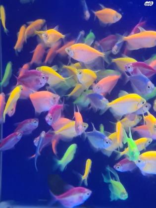 דגי אלמנה גלו פיש מדהימים