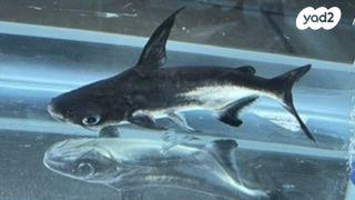 דג כריש גודל 17 ס״מ