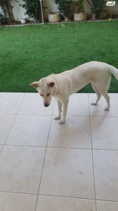 לברדור מעורב, אנרגתית מאוד ואוהבת