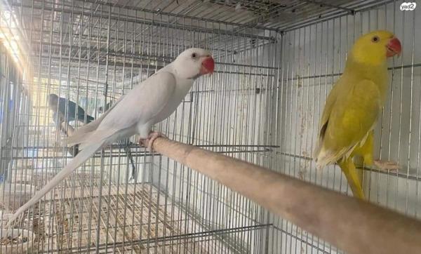 מספר זוגות דררה:1