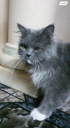 חתולה סקוטי שיער ארוך לא