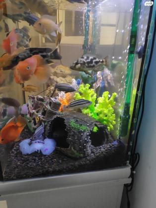 אקווריום פורמולה 80 ס"מ מרובע