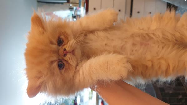 גורים פרסיים מאוד יפים למכירה