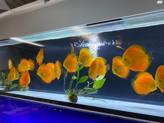 מגוון רחב של דיסקוסים למכירה