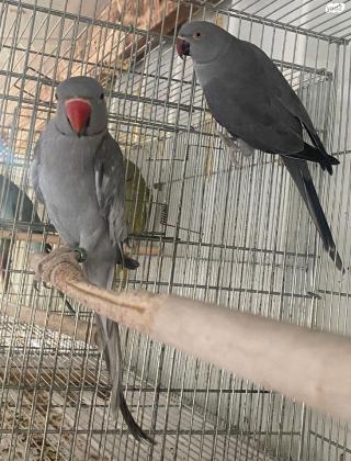 מספר זוגות דררה:1