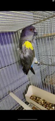 נקבה רופל בדוקת מין בת 4 בוגרת לעבודה