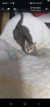 סתיו טאבית בת חודשים מחוסנת