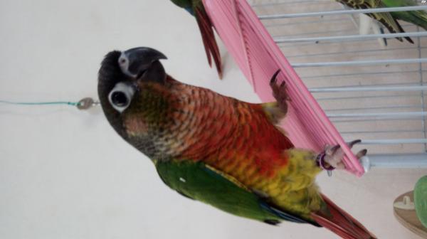 קוניור גרינציק ילו סייד רד