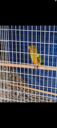 3 קוניור שמש צעירים מחיר