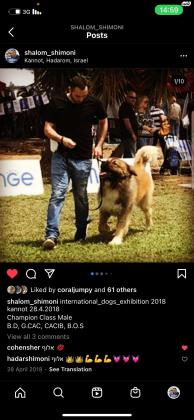 למכירה גורי רועה קווקזי ברמה