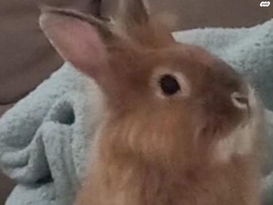 ג'ינג'י, מלא חיבה, חמוד, אוהב