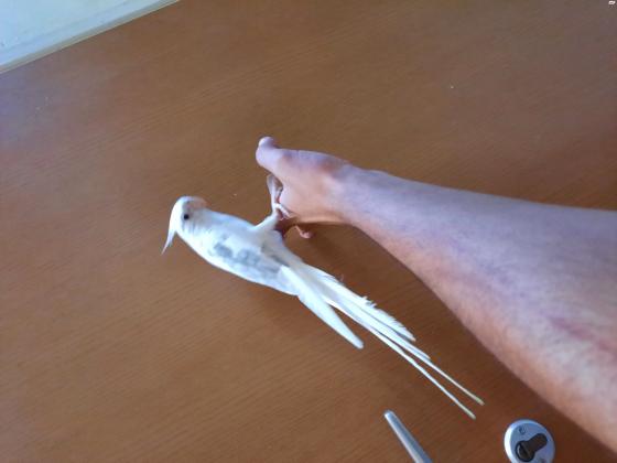 קוקטייל האכלת יד ברמה שורק